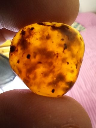 Ámbar Fósil Cretácico con Insecto