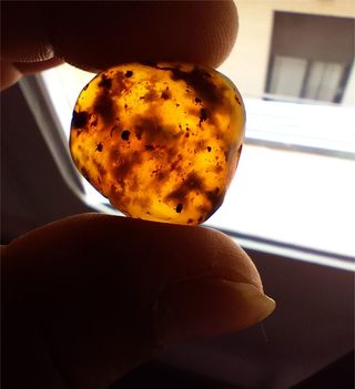 Ámbar Fósil Cretácico con Insecto