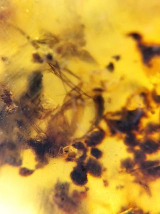 Ámbar Fósil Cretácico con Insecto