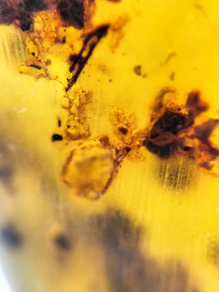 Ámbar Fósil Cretácico con Insecto