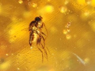 Ámbar Fósil Cretácico con Insecto