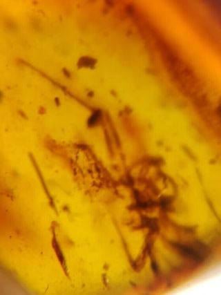 Ámbar Fósil con Insecto Cretácico