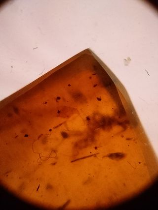 Ámbar Fósil con Insecto Cretácico