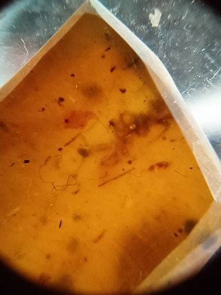 Ámbar Fósil con Insecto Cretácico