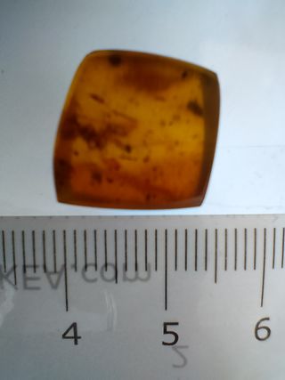 Ámbar Fósil con Insecto Cretácico