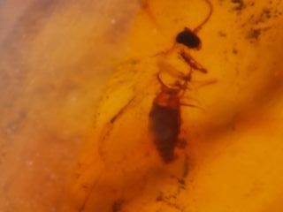 Ámbar Fósil con Insecto Cretácico