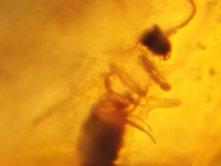 Ámbar Fósil con Insecto Cretácico