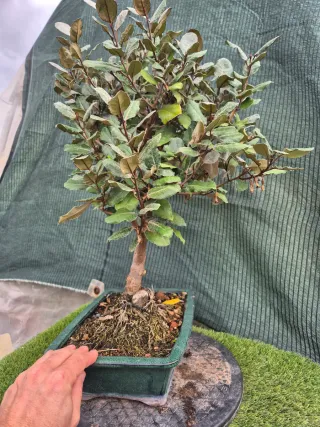 Bonsái Eleagnus - Oferta Diciembre