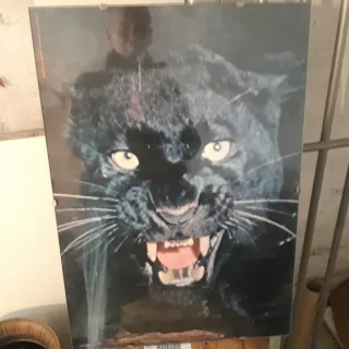Litografia Pantera Nera con Cornice Vetro