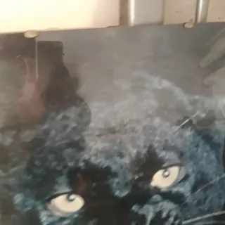 Litografia Pantera Nera con Cornice Vetro