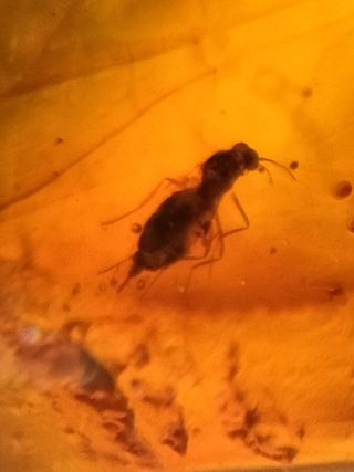 Inclusiones ámbar fósil Cretácico Birmano