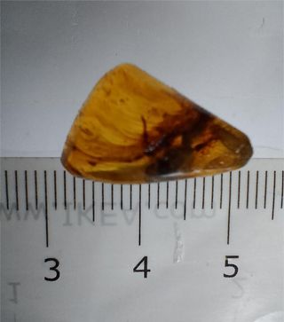 Inclusiones ámbar fósil Cretácico Birmano