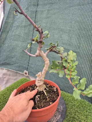 Prebonsai Algarrobo Oferta