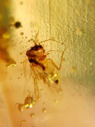 Inclusiones ámbar Cretácico Birman