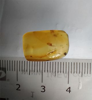 Inclusiones ámbar Cretácico Birman