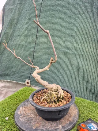 Prebonsai Wisteria Rosa N2