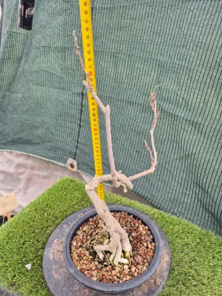 Prebonsai Wisteria Rosa N2