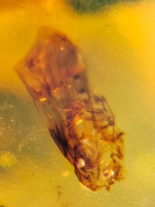 Ámbar Fósil con Insecto Cretácico