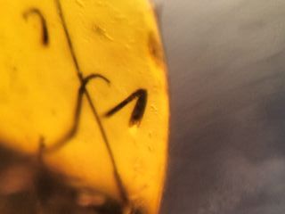 Ámbar Fósil con Insecto Cretácico