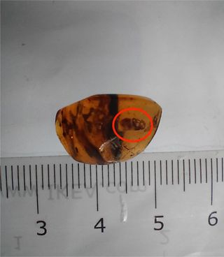 Ámbar Fósil con Insecto Cretácico