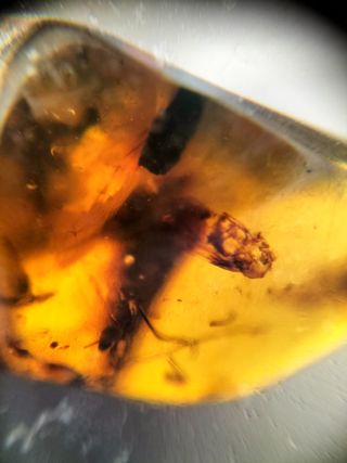 Ámbar Fósil con Insecto Cretácico