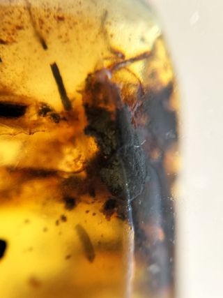 Ámbar Fósil con Insecto Cretácico