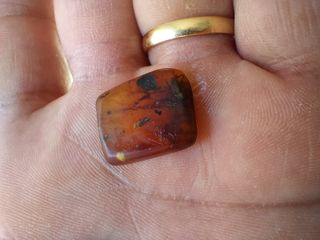 Ámbar Fósil con Insecto Cretácico