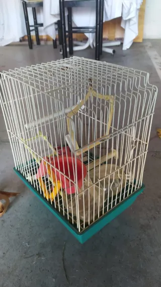 Gabbia per uccelli con accessori