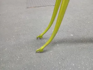 Telaio Legnano Gran Premio