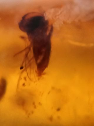 Ámbar Fósil con Insecto Cretácico