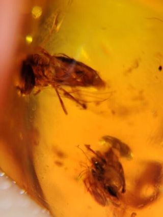 Ámbar Fósil con Insecto Cretácico