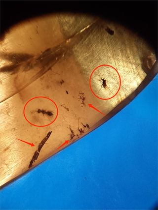 Varias inclusiones Ámbar Fósil Cretácico