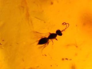 Varias inclusiones Ámbar Fósil Cretácico