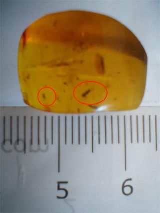 Varias inclusiones Ámbar Fósil Cretácico