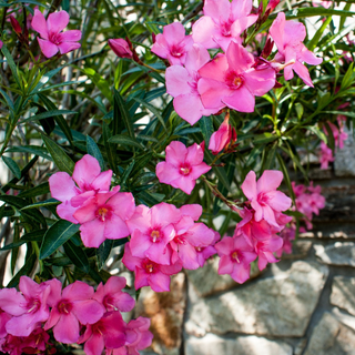 Nerium Oleander Maurin des Maures