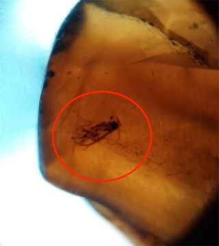 Ámbar Fósil con Insecto Cretácico