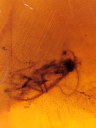 Ámbar Fósil con Insecto Cretácico