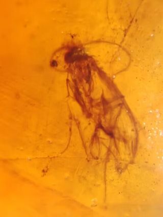 Ámbar Fósil con Insecto Cretácico