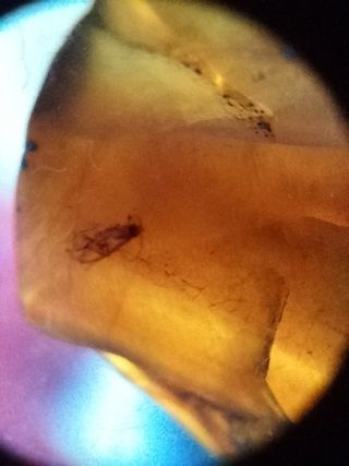 Ámbar Fósil con Insecto Cretácico