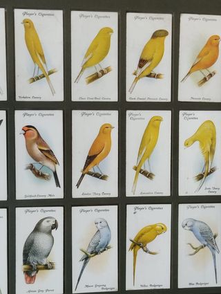 Quadro Pássaros - Colecção 50 Cartões Cigarros