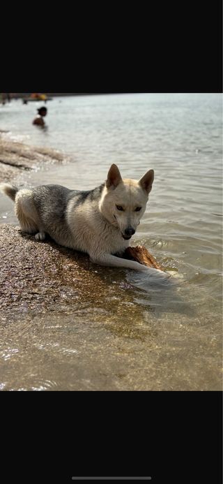 adiestramiento canino