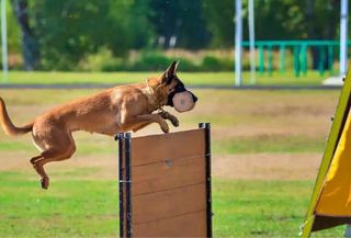 adiestramiento canino