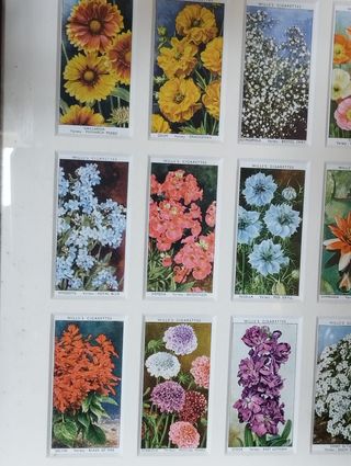 Quadro Flores - Colecção 50 Cartões Cigarros