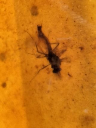 Ámbar Fósil con Insecto Cretácico