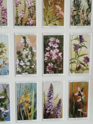 Quadro Flores - 50 Cartões Cigarros Antigos