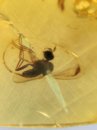 Ámbar Fósil Insecto Cretácico