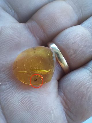 Ámbar Fósil Insecto Cretácico