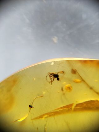 Ámbar Fósil Insecto Cretácico