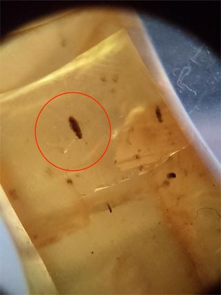 Ámbar Fósil con Insecto Cretácico