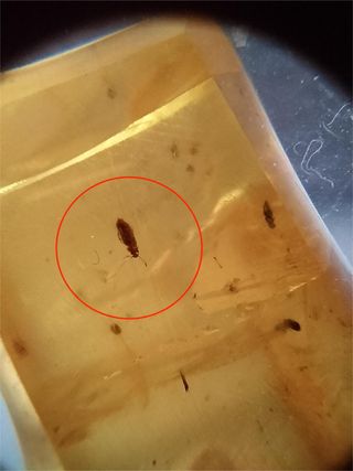 Ámbar Fósil con Insecto Cretácico